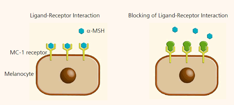 Blocking of MC-1 Receptor